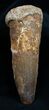 Inch Spinosaurus Tooth - Composite #1602-1